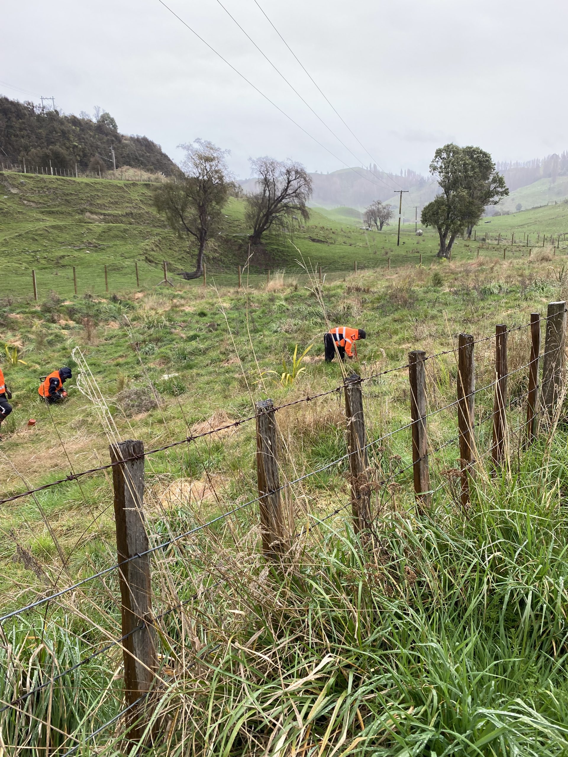 Rangitikei Environment Group - Riparian Planting