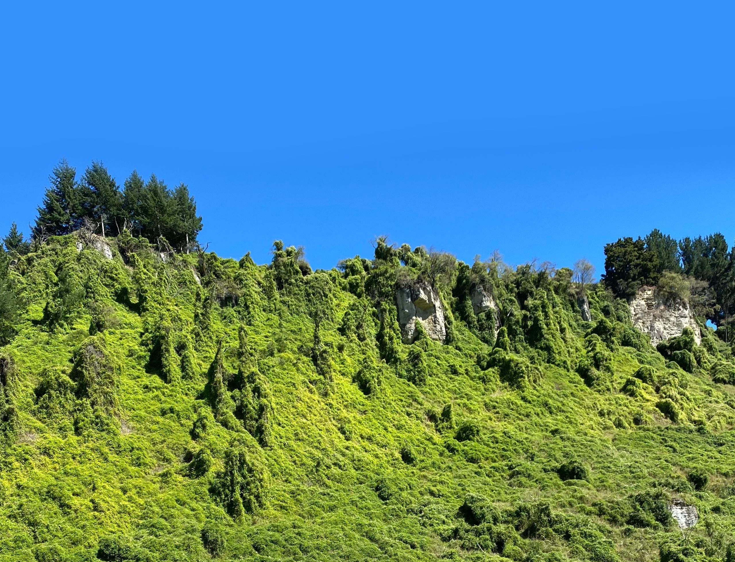 Rangitikei Environment Group - pest plants