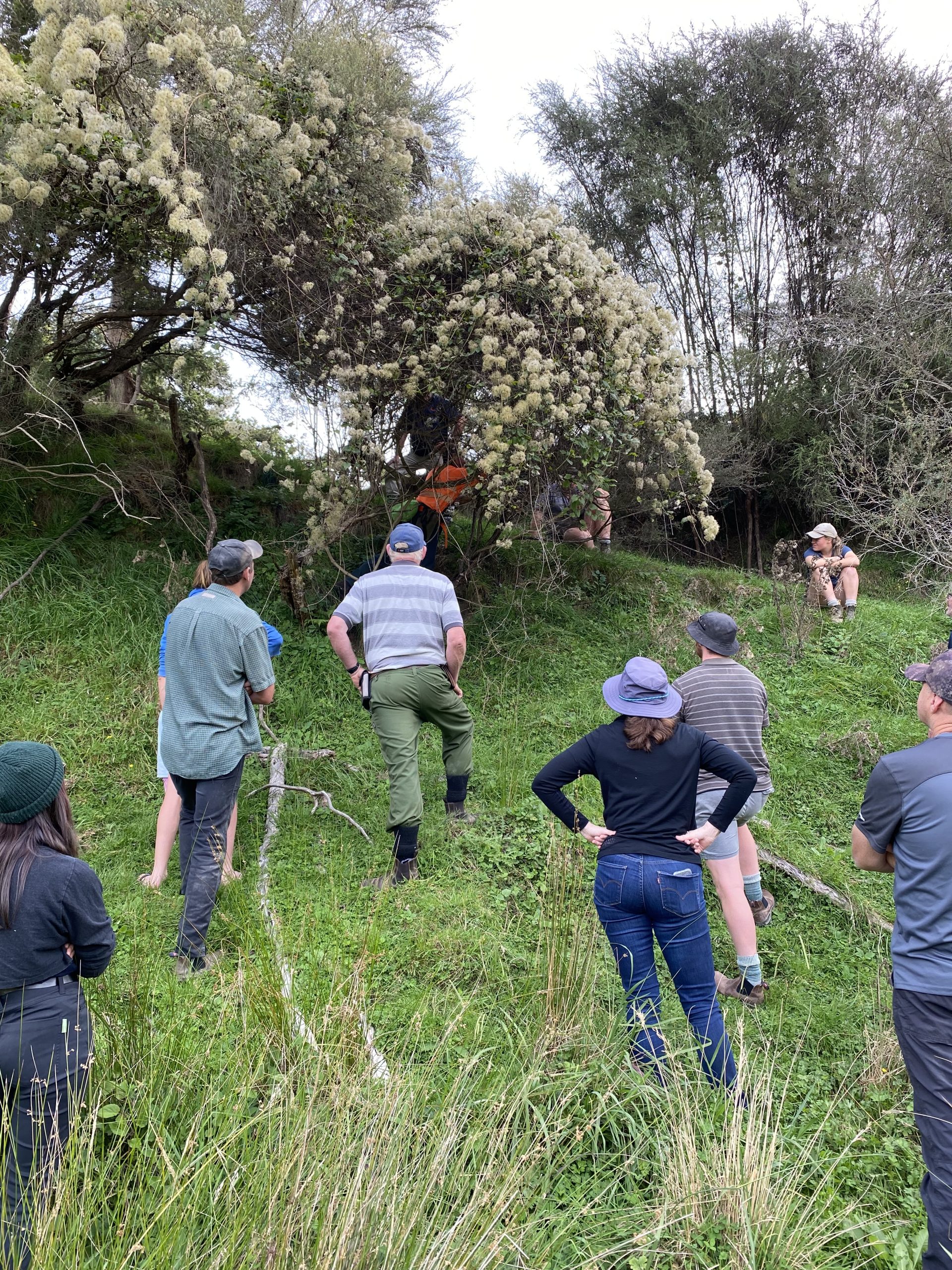 Rangitikei Environment Group - Old Man's Beard