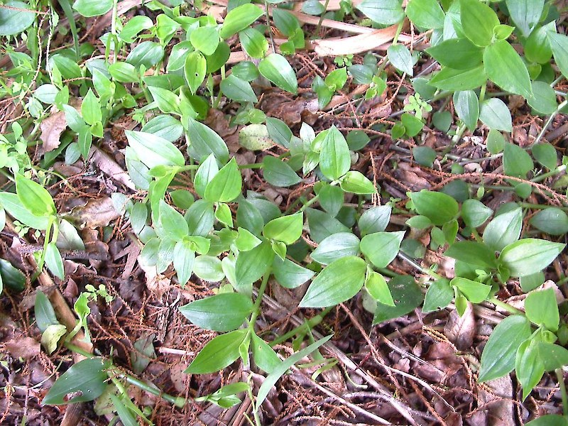 Tradescantia