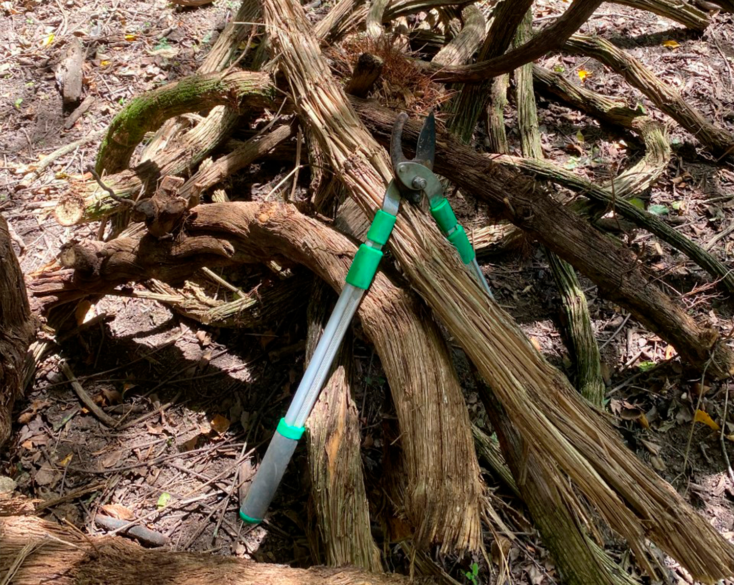REG-Blog-3-Pest-Plant-Control-101