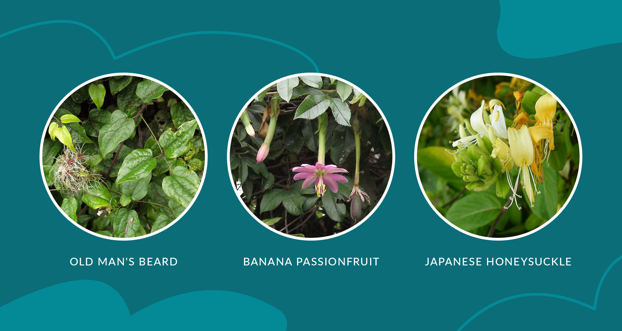 Types of Weedy Vines